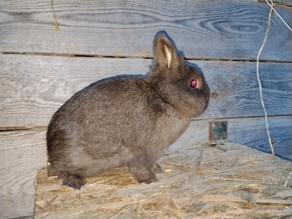 Samce karzełek Hawana