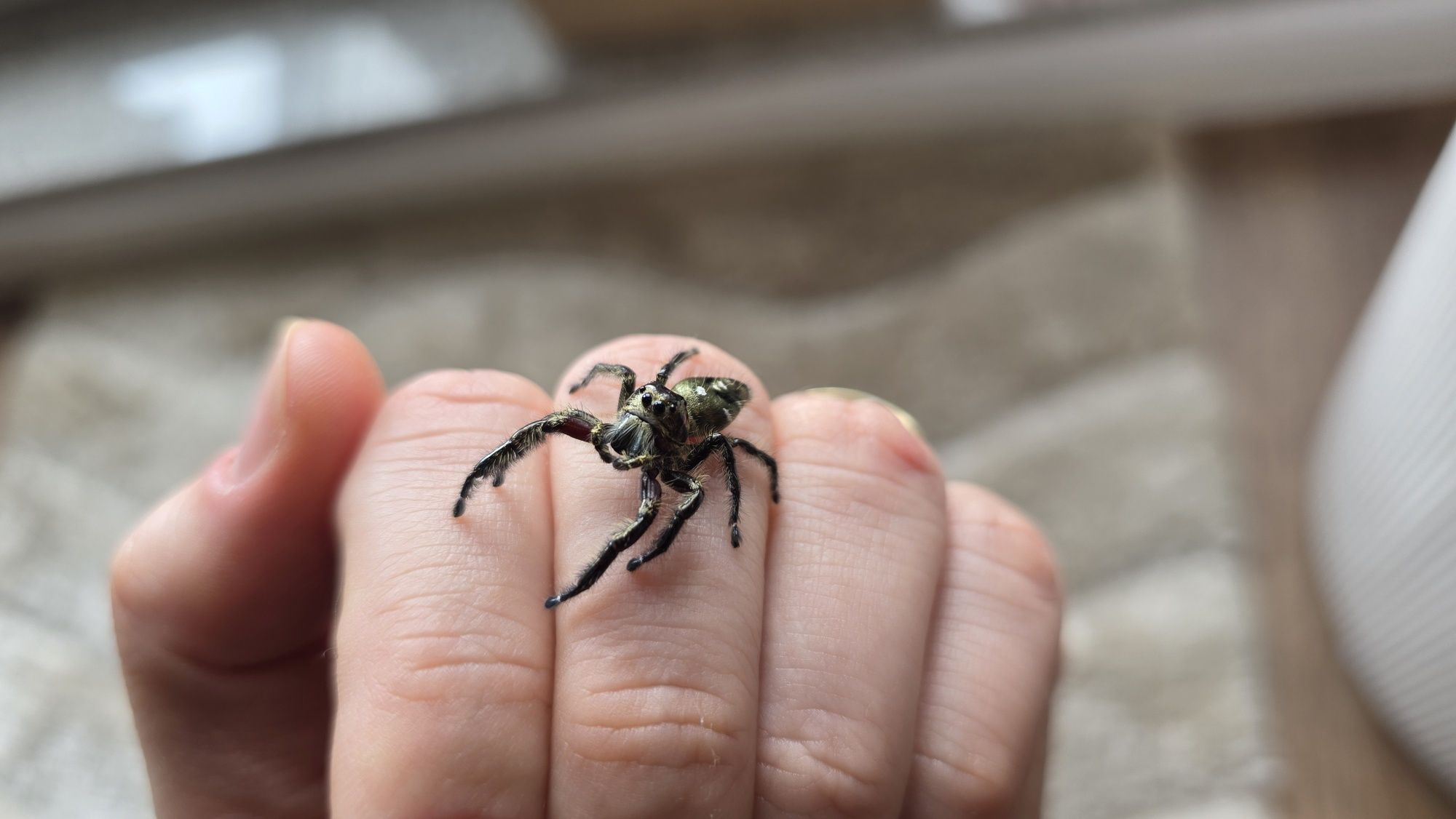 Hyllus Diardi L2/L3/L4 - jedne z największych skakunów