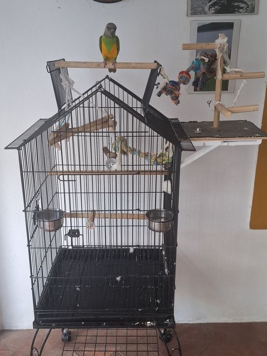 Papagaio do Senegal macho criado à mão.