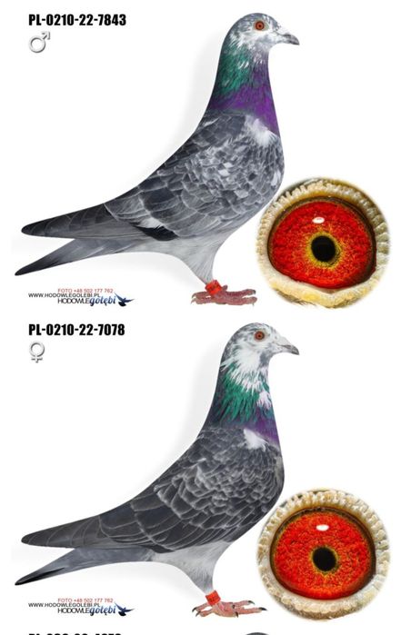 Para szymli Claessens x Wieden x Korszla