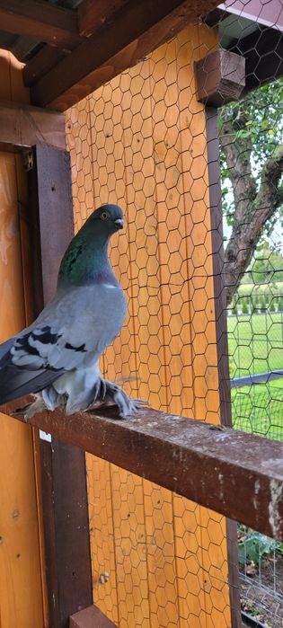 Berliński Krótkodzioby