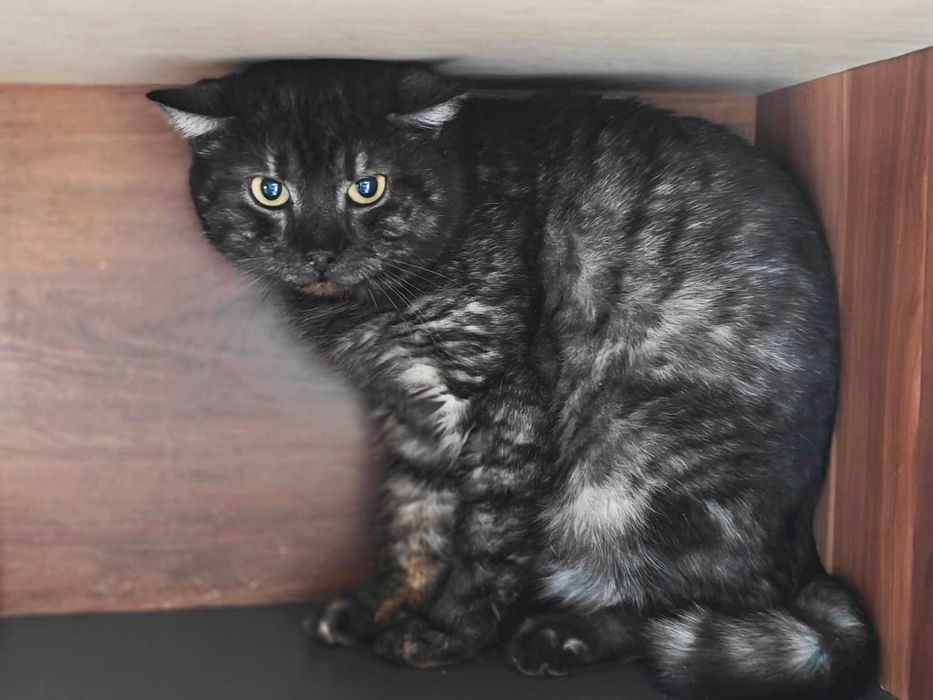 Молоденький котик Мур, 1,5 року, стерилізований чекає на нову родину