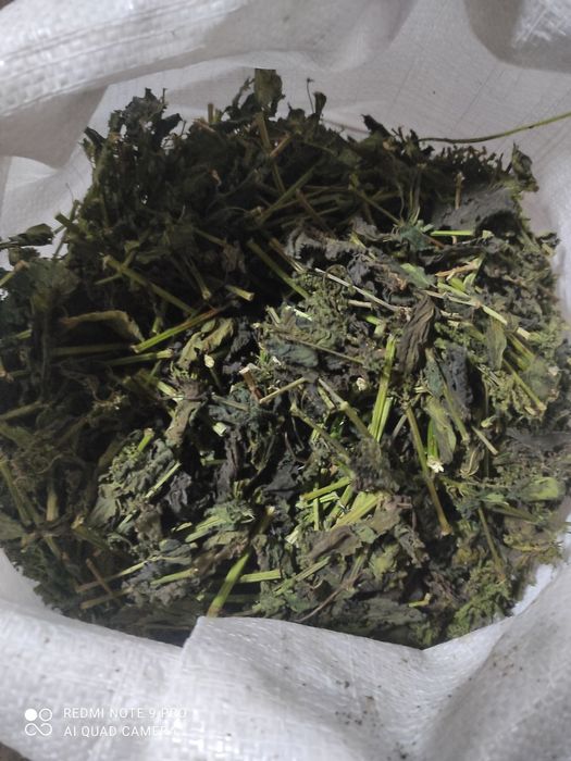 Сущена   крапива