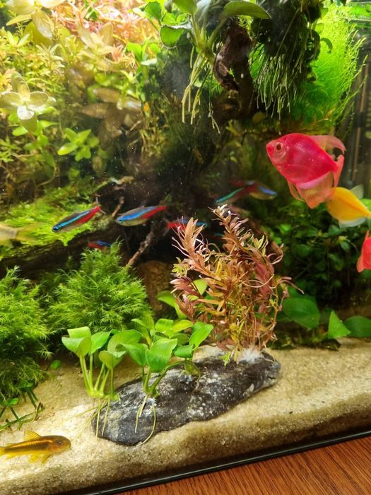 Продам аквариумный мох, аквариумные растения