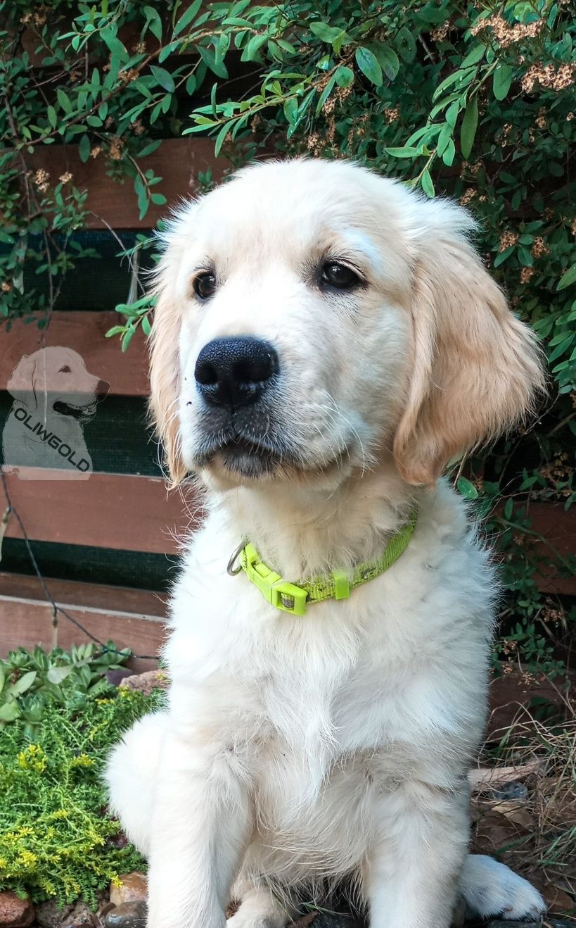 Golden Retrieve ZKwP