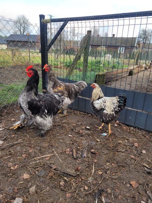 Koguty ras ozdobnych Wyandotte, Silka, Kochin Olbrzymi