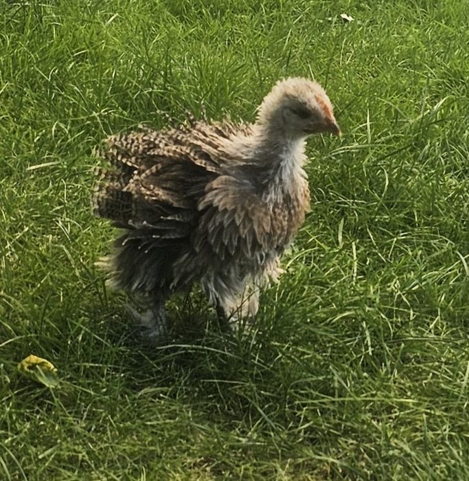 Kogut, kurczaki z własnego chowu