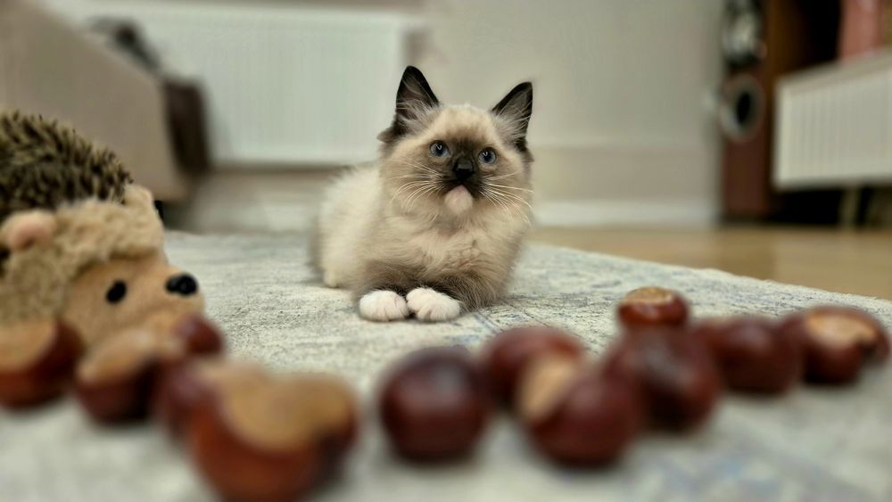 Jesień 2025, Ragdoll, WCF