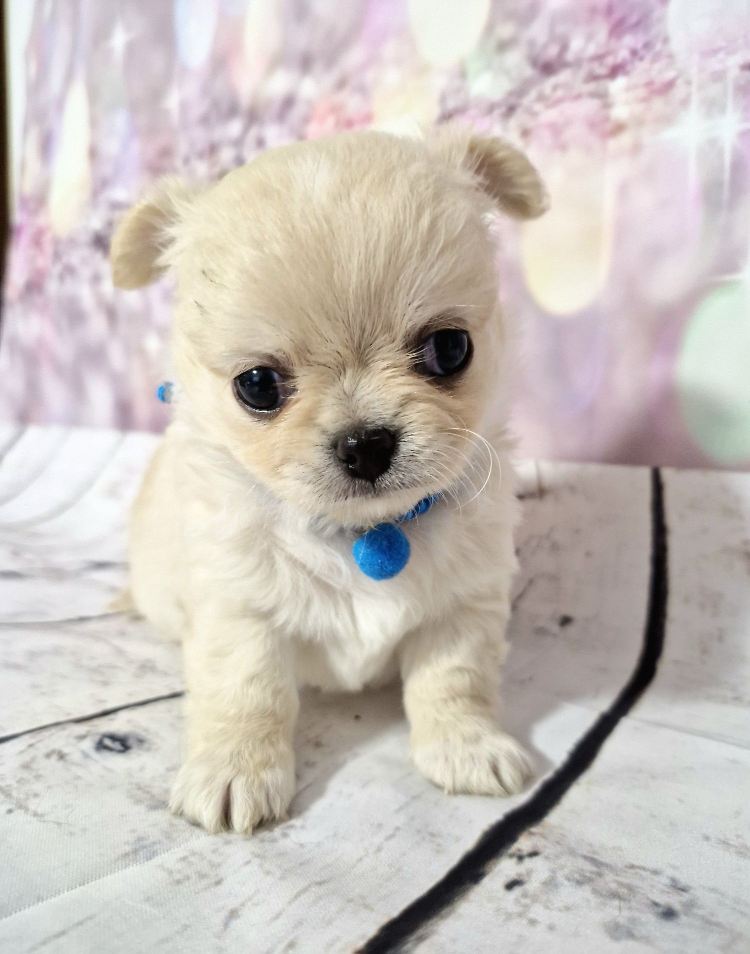 Chihuahua długowłosy ZKwP FCI