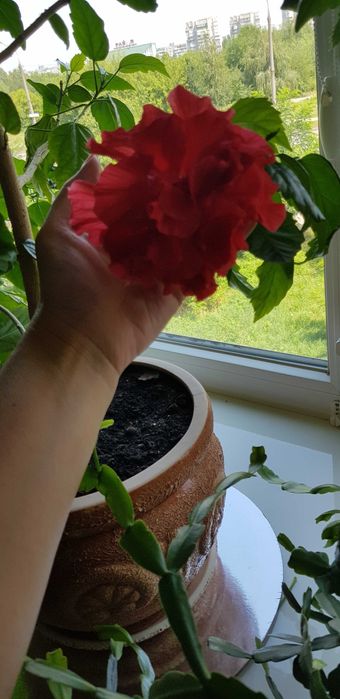 Гибискус (китайская роза) комнатный, красный, махровый.
