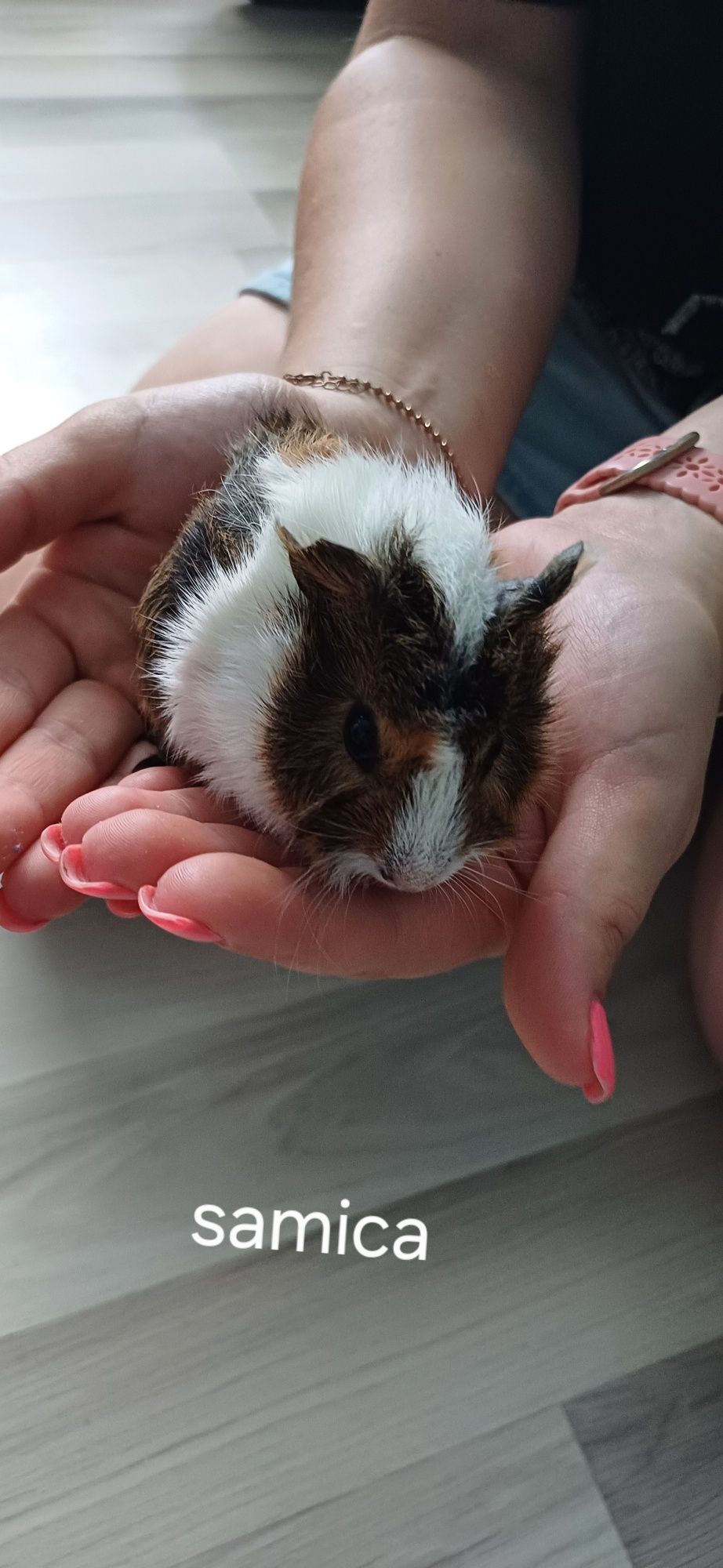 Malutkie Świnki morskie