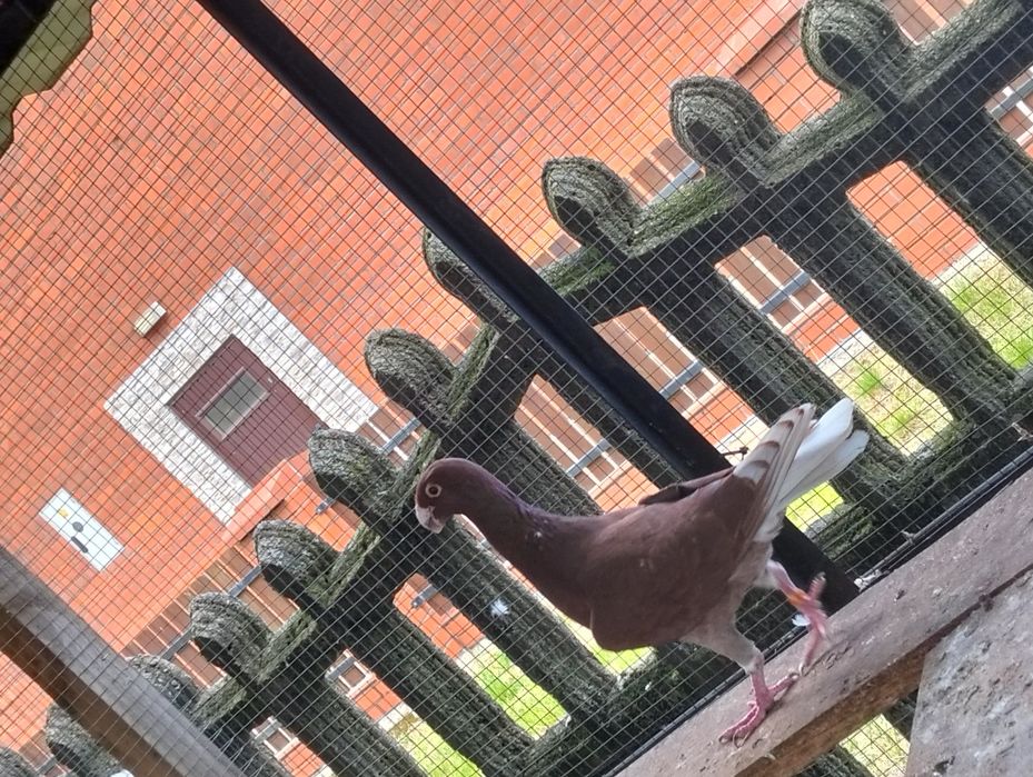 Niemieckie wystawowe para i młody cena za całość