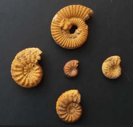 Lote de 5 Fósseis : Amonites