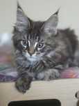 Kotka Maine coon