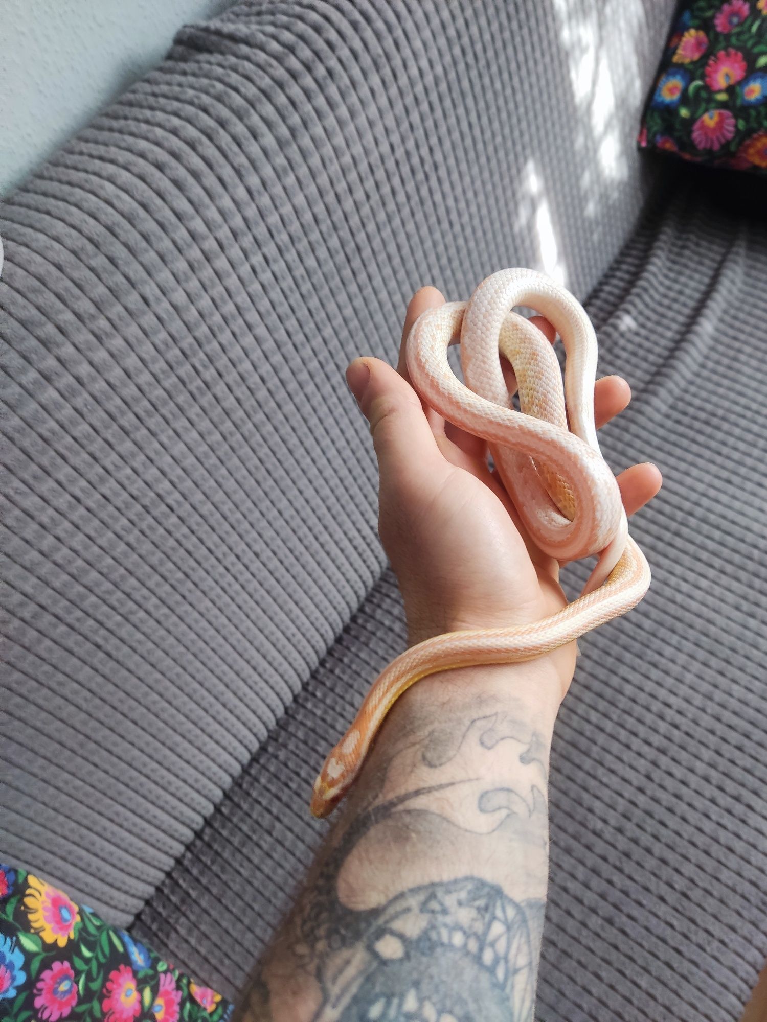 Węże zbożowe 3szt