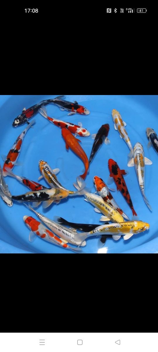 Karp , amur , jesiotr , tołpyga , ryby do stawu ,karaś