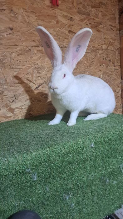 Olbrzym belgijski biały samica BOB