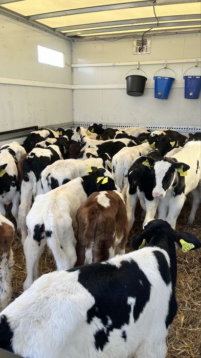 Sprzedam cielęta cielaki