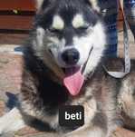 Pieski syberiany husky