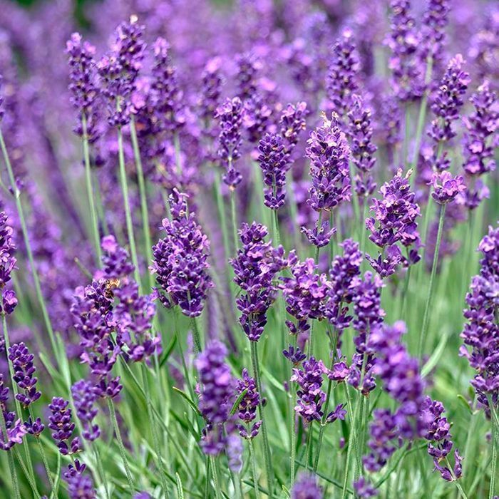 Саджанці лаванди вузьколистої ОПТ–Роздріб / Саженцы лаванди ОПТ