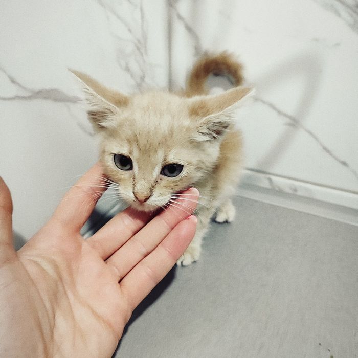 Срочно отдам котят в хорошие руки