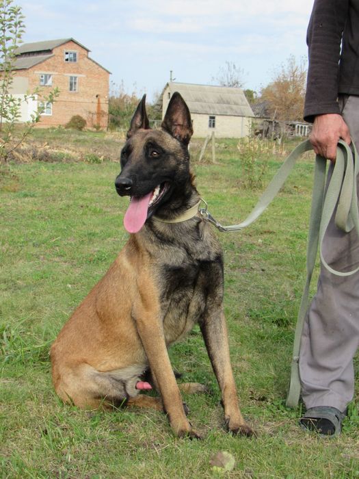 В'язка бельгійська вівчарка