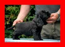 Cocker Spaniel Angielski - rodowód ZKwp -czarny piesek