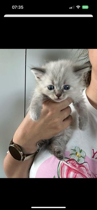 po Championach rodowód FPL FIFE Neva Masquerade kotka kot Syberyjski