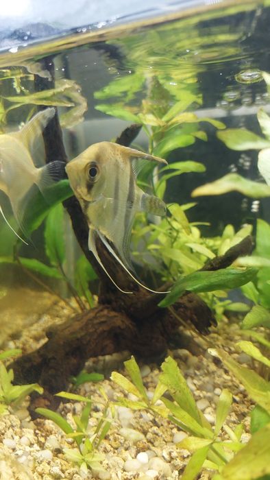 3 escalares (acará-bandeira)