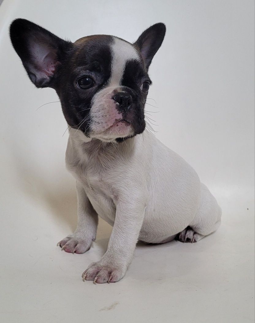 Bulldog femea 2 meses