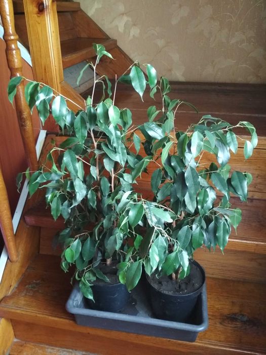 Фікус Бенджаміна, 105 см з горщиком