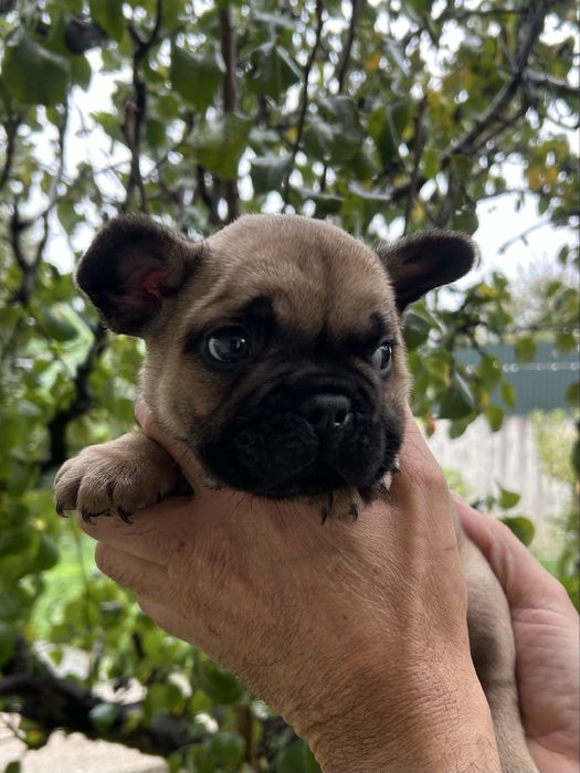 Bulldog frances Menino