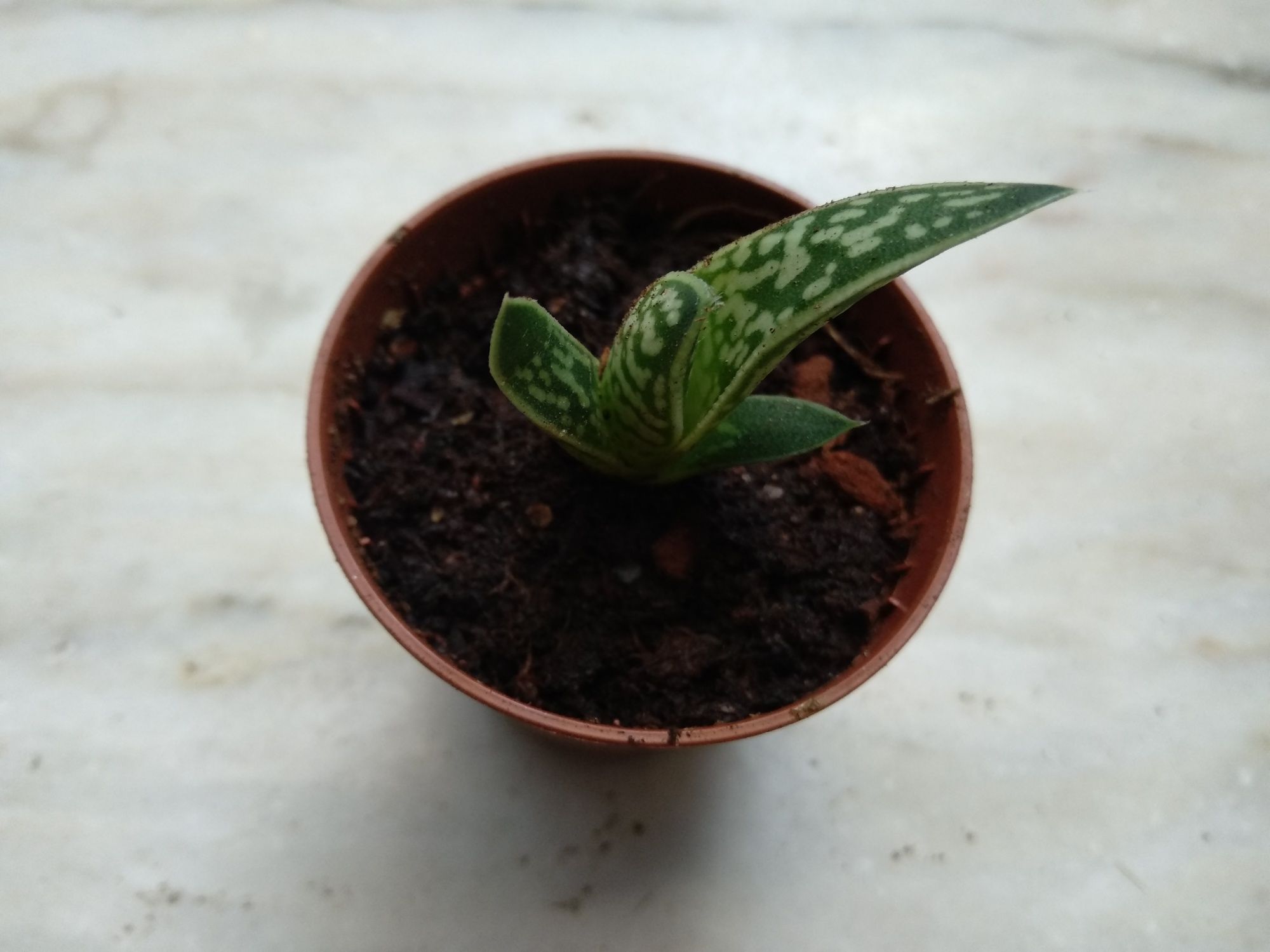 Aloe speciosa e Aloe variegata