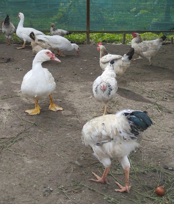 Індокачки ( шипуни)