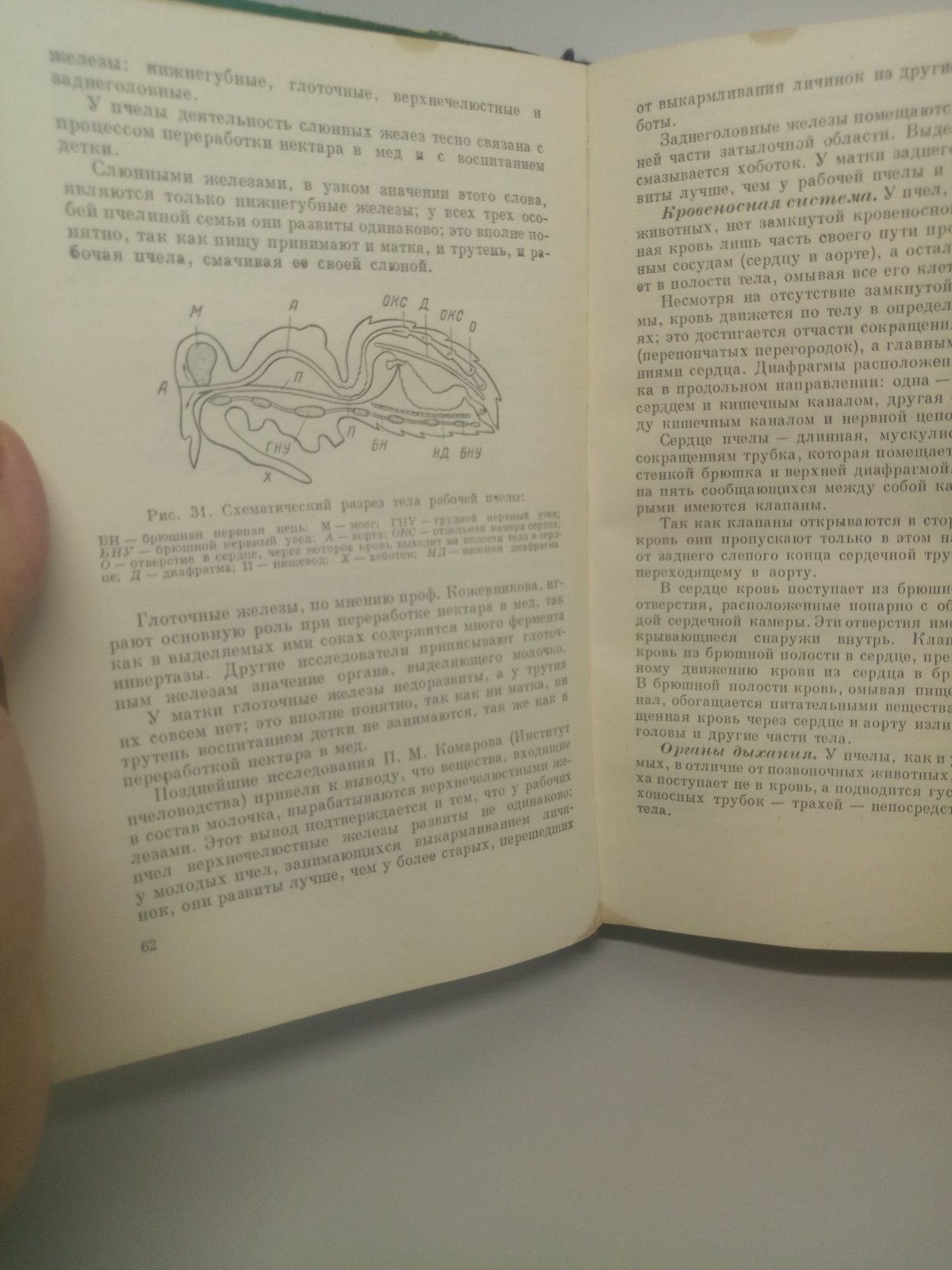 Пчеловодство Гусельников, 1960