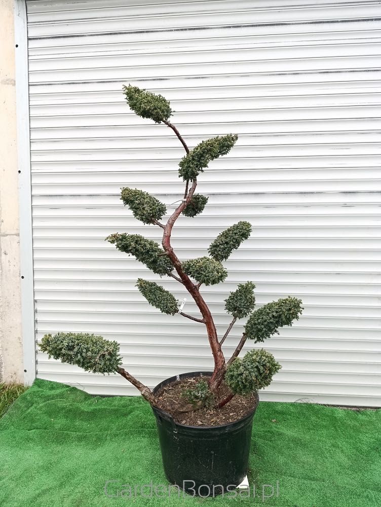 OZDOBA- Bonsai z jałowca chińskiego 'BLUE ALPS' - 170 cm