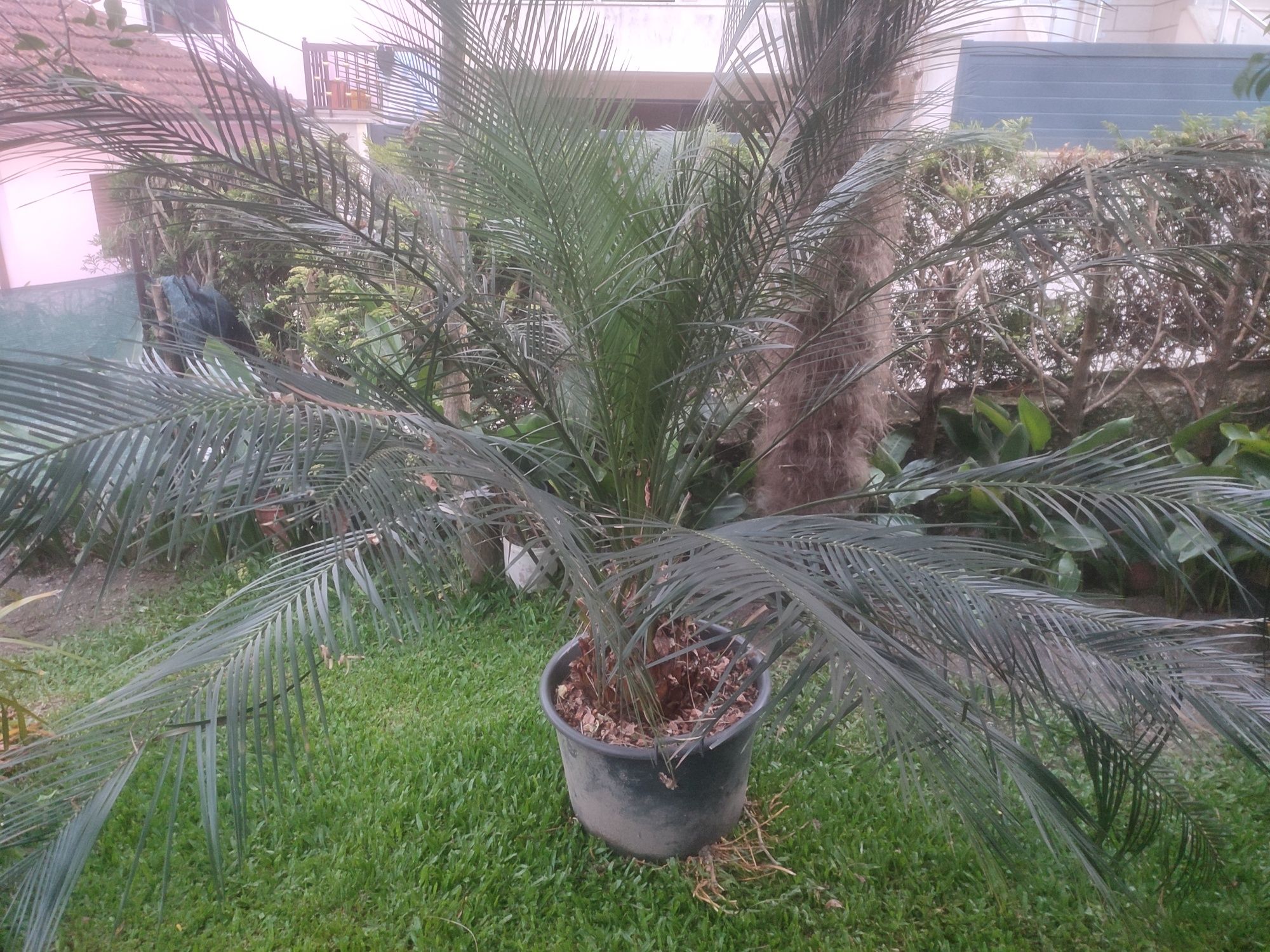 Macrozamia comunis