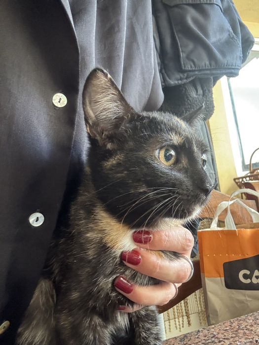 Gatinha bebé grátis 4 meses tricolor