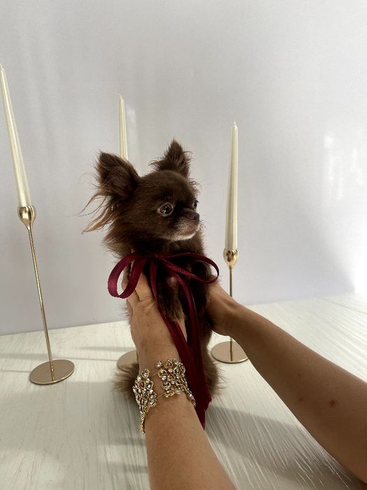 VIP Чіхуахуа шоколадна принцеса