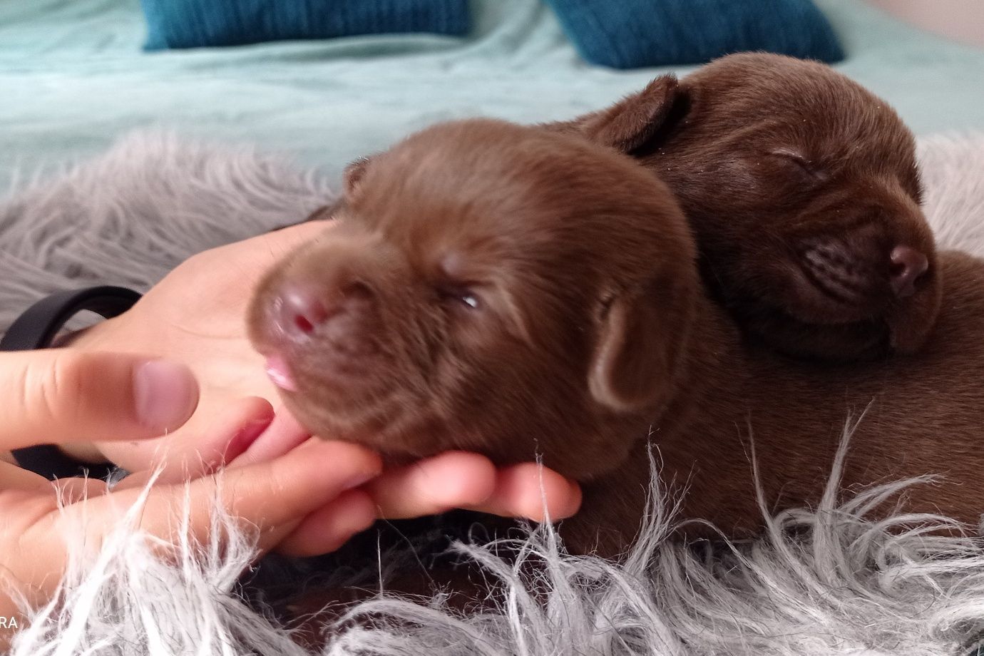 Labrador czekoladowy