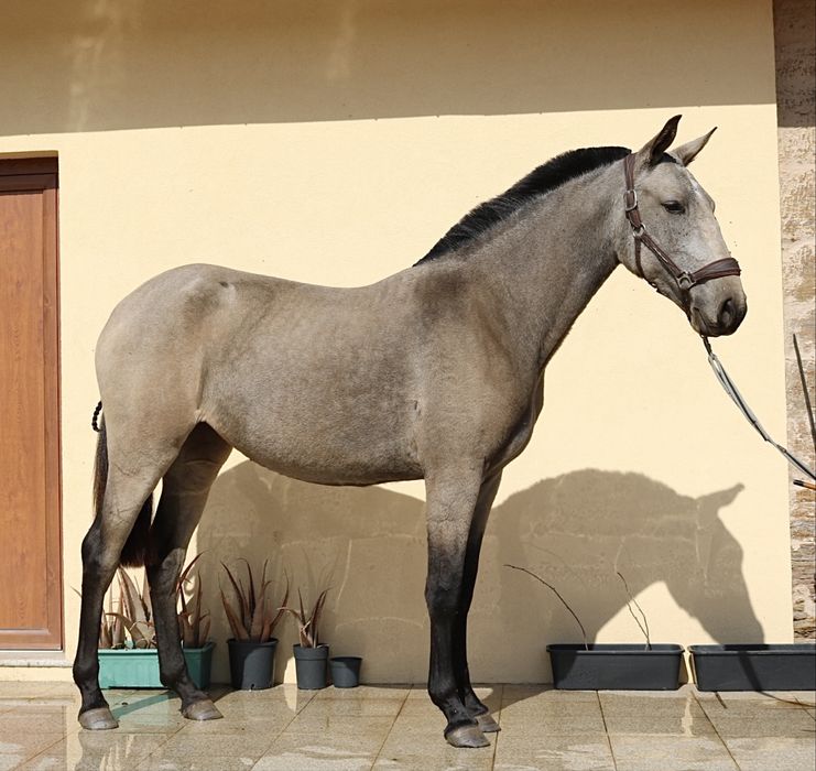 **Poldra 2 anos e meio baia lusitana**