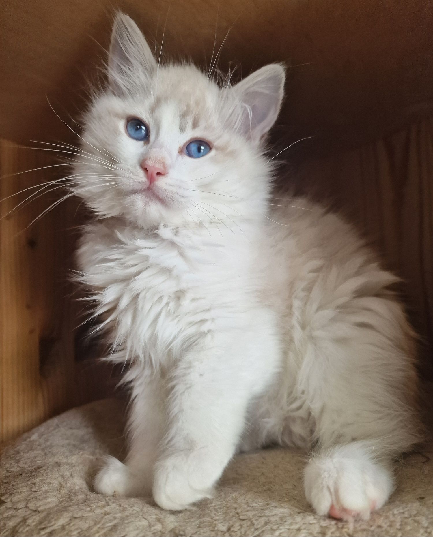 Kotka Ragdoll blue bicolor lynx