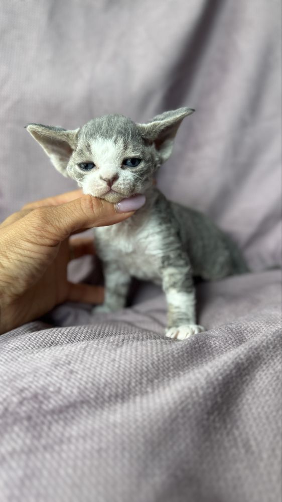 Devon rex kocurek miot L