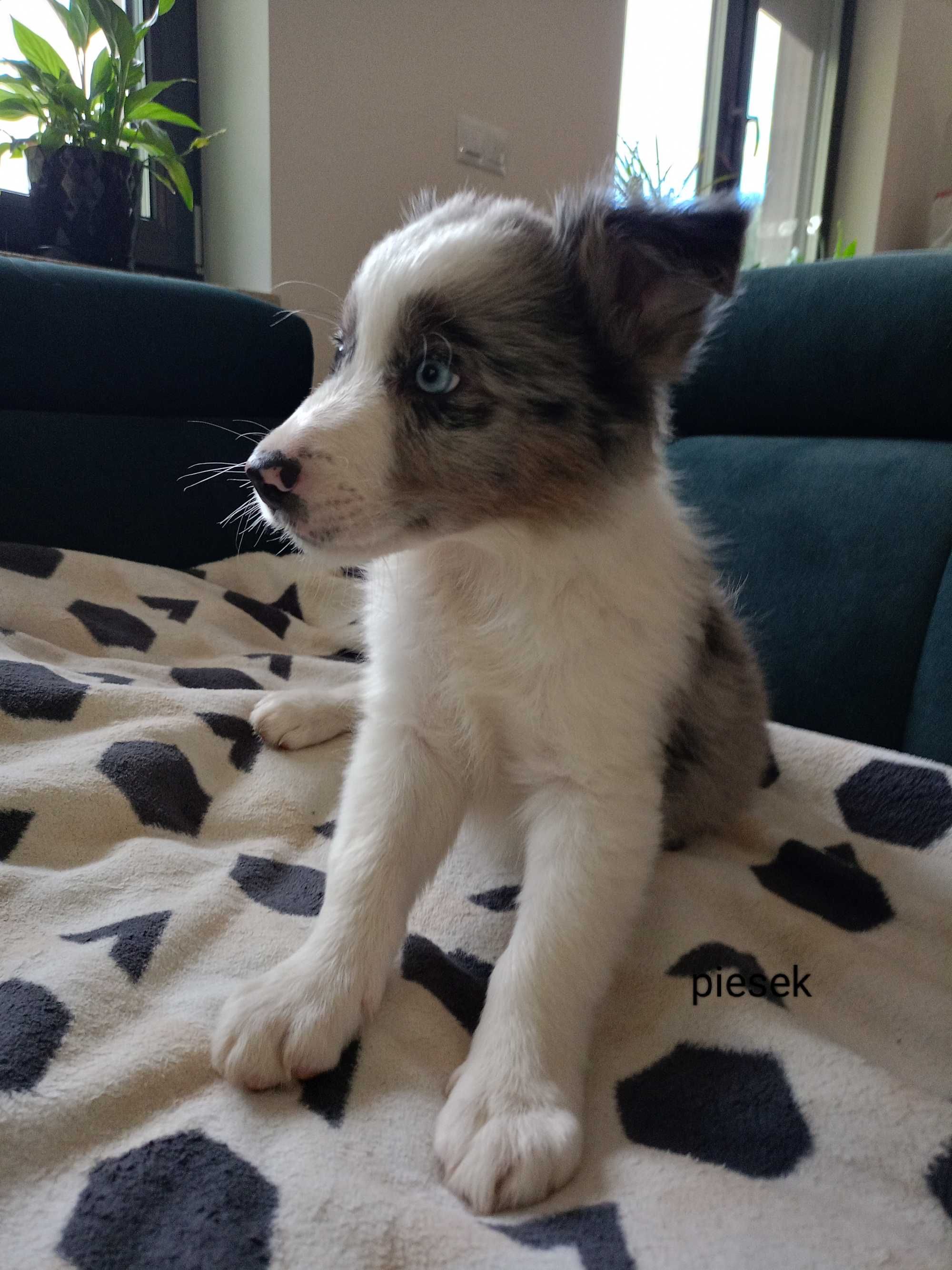 Border Collie piesek blue-merle