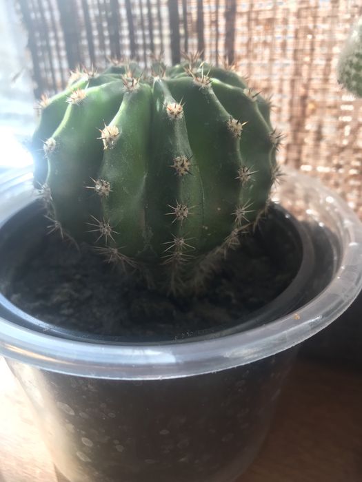 Детки кактусов микс