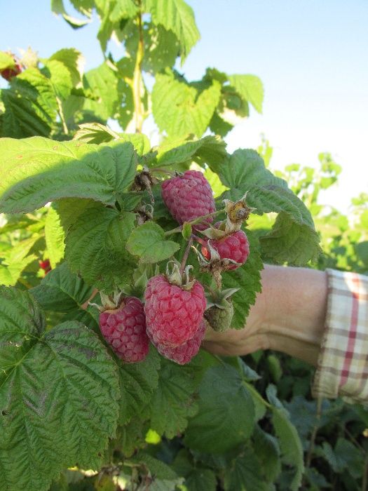 Продам саджанці полуниці