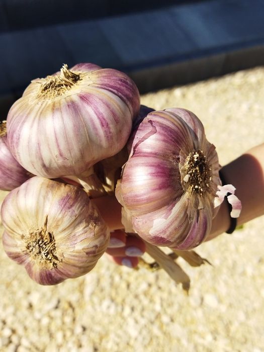 Polski czosnek harnaś główki