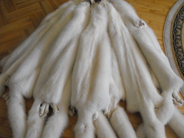 Sprzedam skóry z lisów, lisy, lis!!