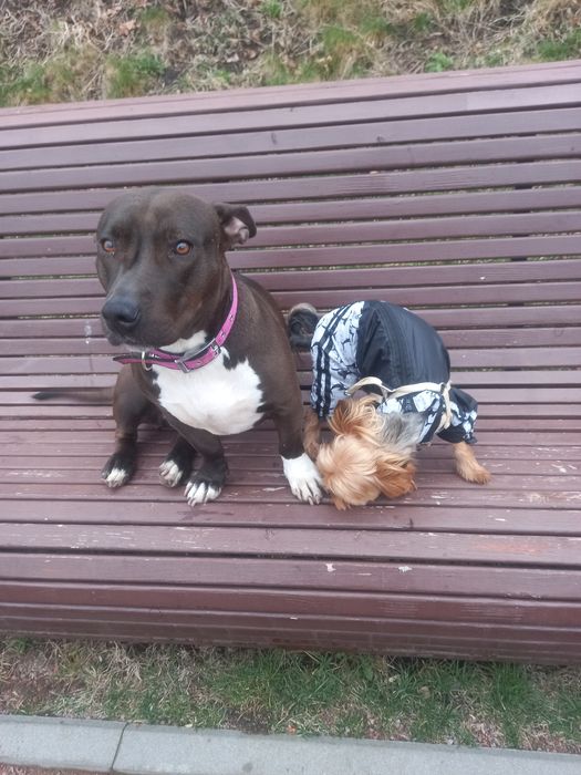 Одам Стафаржиского терьера .