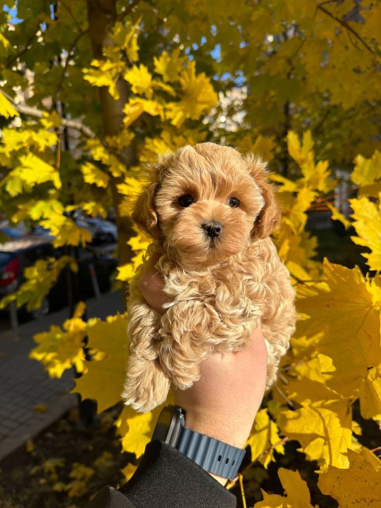 Мальтипу міні хлопчик)